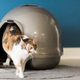 Petmate Booda Dome Clean Step Cat Litter Box | $15 | Amazon